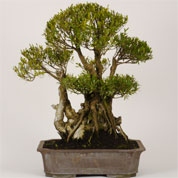Bonsai Murta 30 anos